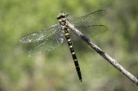 Vabilo na delavnico  »KAČJI PASTIRJI« v soboto, 17.7.2021 ob 10.00