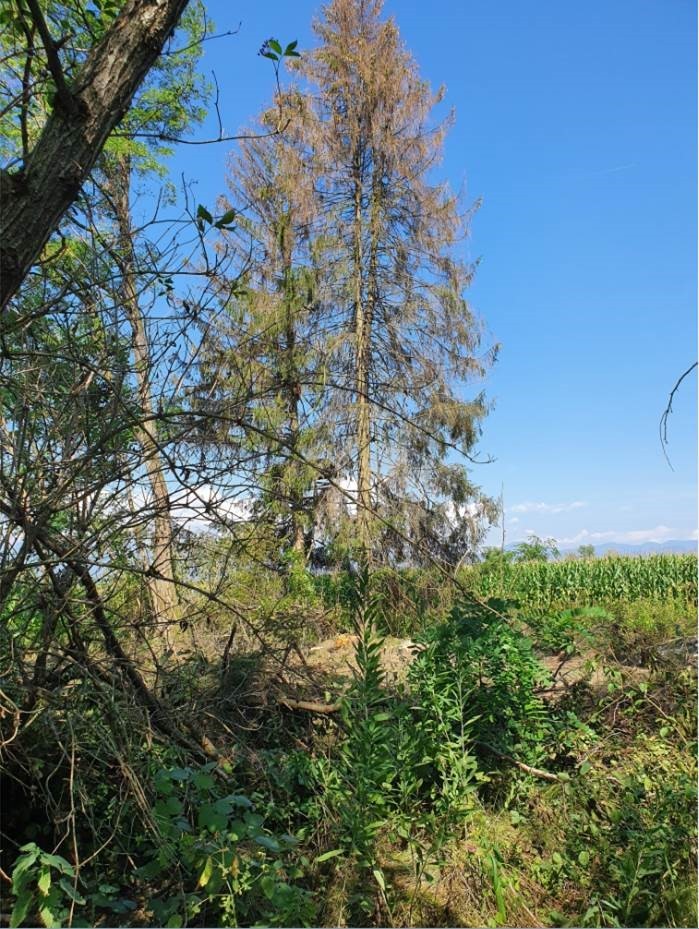 Smreko zaradi suše ogrožajo podlubniki