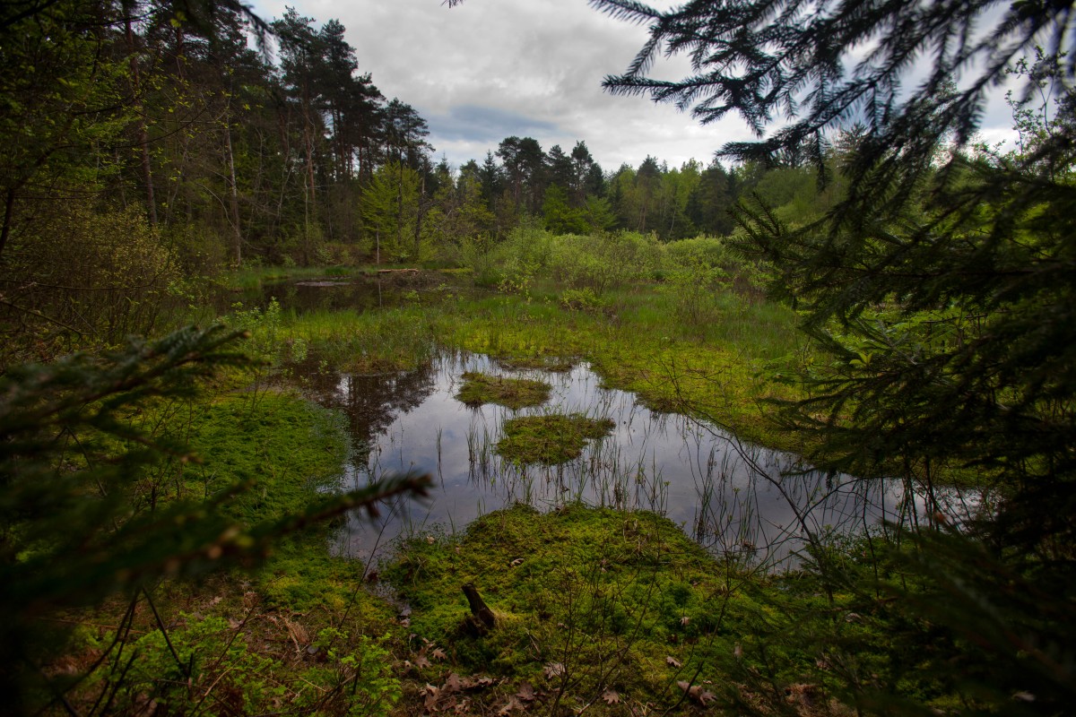 Frnihtov bajer - Avtor: Miha Povše